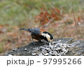 ひまわりの種を食べるヤマガラ 97995266