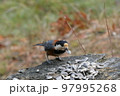 ひまわりの種を食べるヤマガラ 97995268