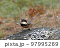 ひまわりの種を食べるヤマガラ 97995269