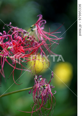枯れかけの彼岸花とボケた黄色い花の背景 97995336