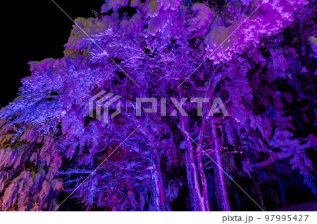 ライトアップされた山形蔵王の樹氷　山形県山形市 97995427