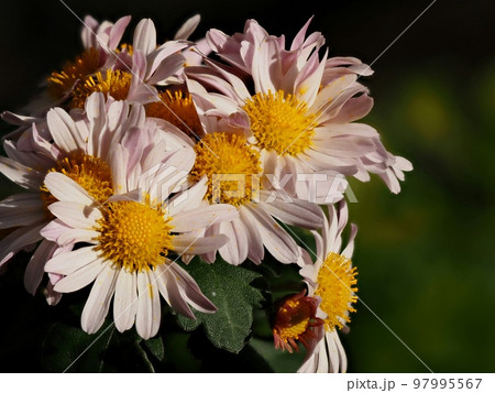 小菊の花 小菊の花 97995567