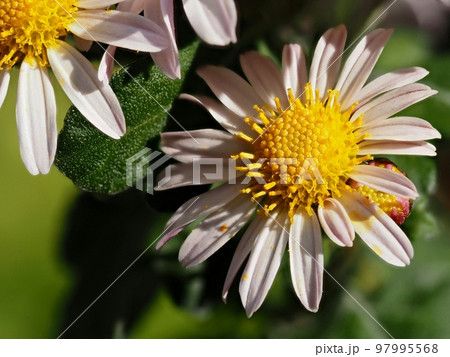 小菊の花 小菊の花 97995568