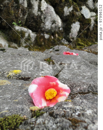 石畳に散り椿 97996152