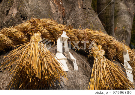 御射神社の御神木 しめ縄 御射神社の御神木 しめ縄 97996380