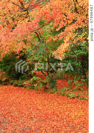 京都 常照寺の紅葉 京都 常照寺の紅葉 97996487