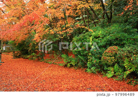 京都　常照寺の紅葉 97996489