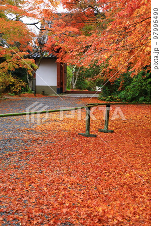 京都　常照寺の紅葉 97996490