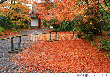 京都　常照寺の紅葉 97996491