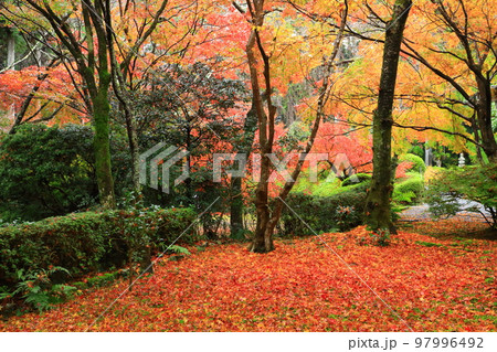 京都　常照寺の紅葉 97996492