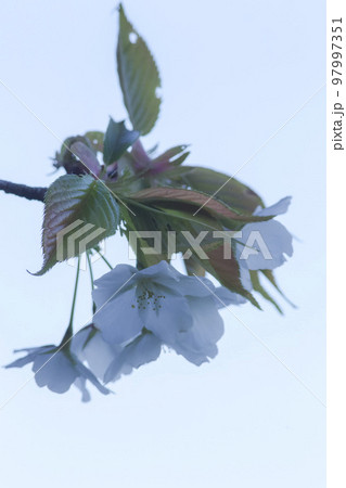 美しい花を咲かせた葉桜 97997351
