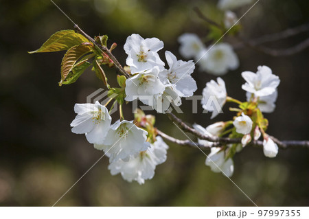美しい花を咲かせた葉桜 97997355