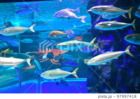 魚津水族館（富山県） 97997418