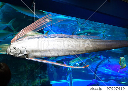 リュウグウノツカイ 深海魚 剥製 標本用