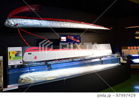 魚津水族館　リュウグウノツカイ（富山県） 97997429