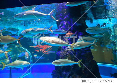 魚津水族館（富山県） 97997431