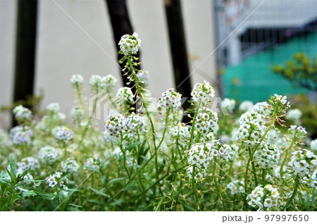 白い小花 白い小花 97997650