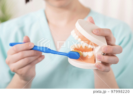 歯形模型と歯ブラシを持つ歯科衛生士の手元 97998220