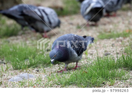 公園の鳩 公園の鳩 97998263