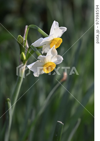 スイセン（水仙） 97998594