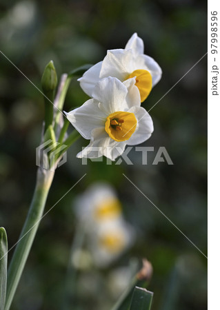 スイセン(水仙) スイセン(水仙) 97998596