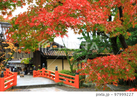京都　今宮神社の紅葉 97999227