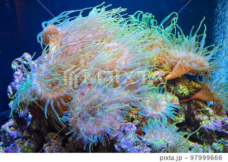 美しいサンゴ 97999666