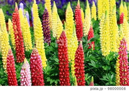 ノボリフジ ハウチワマメ のぼりふじ 98000008