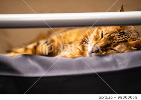 Cat travelling by train. Cute cat lying by upper berth. Journey with pet concept. 98000058