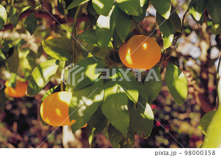 冬の夏蜜柑 冬の夏蜜柑 98000358