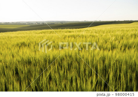Landscape of green barley agricultural field. Green unripe cereals. The concept of agriculture, healthy eating, organic food. 98000415