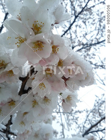 満開桜に春雪積もる 98000506