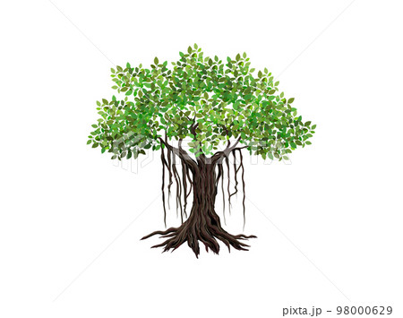 Banyan tree vector illustrations, hand drawn art isolated on white. 98000629