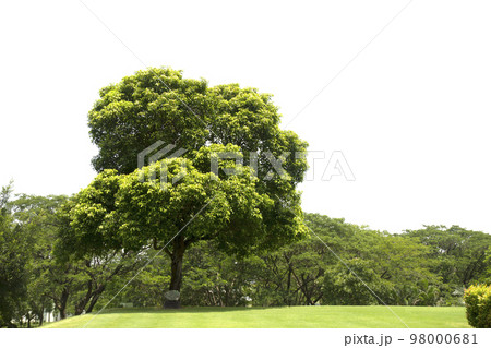 green trees and grass in the morning atmosphere 98000681