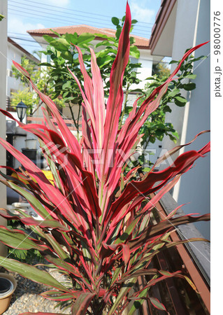 Colorful cordyline leaves ,cordyline terminalis cv Aichiaka or Cordyline fruticosa Colorful cordyline leaves ,cordyline terminalis cv Aichiaka or Cordyline fruticosa 98000776