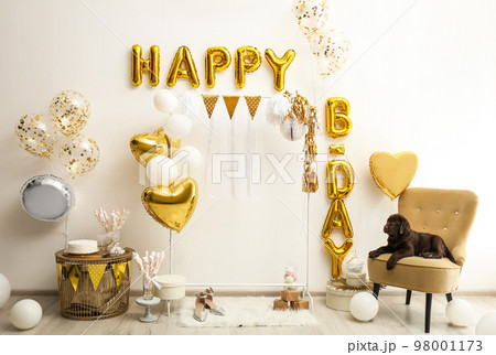 Chocolate Labrador Retriever and phrase HAPPY BIRTHDAY made of golden balloon letters in decorated room 98001173
