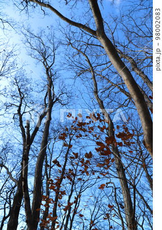 正丸山山頂の木々（埼玉県横瀬町～飯能市） 98002083