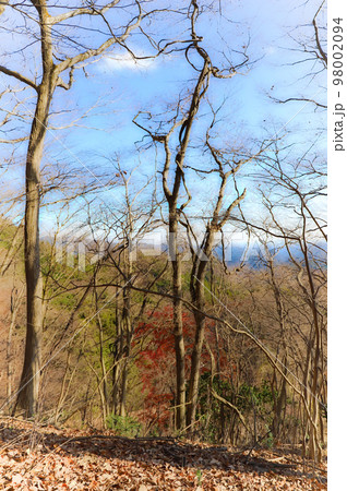 正丸山山頂の木々（埼玉県横瀬町～飯能市） 98002094