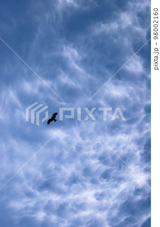 冬の青空とトビ 冬の青空とトビ 98002160