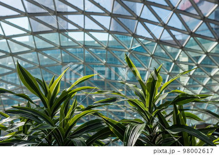 Sansevieria plants on the background of the glass roof. 98002617