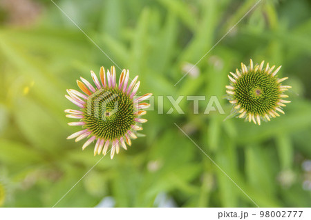 Echinacea purpurea, flowering medicinal plant, medicinal plant in a field in summer Echinacea purpurea, flowering medicinal plant, medicinal plant in a field in summer 98002777
