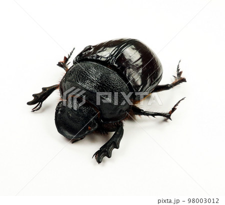 Scarab beetle isolated on white. Heliocopris bucephalus macro close up, scarabaeidae, coleoptera, collection beetles, insects Scarab beetle isolated on white. Heliocopris bucephalus macro close up, scarabaeidae, coleoptera, collection beetles, insects 98003012