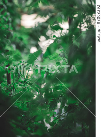 Green tomato leaves in the garden, selective focus Green tomato leaves in the garden, selective focus 98003292