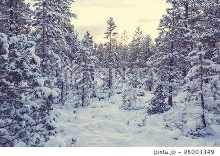 Winter forest Winter forest 98003349