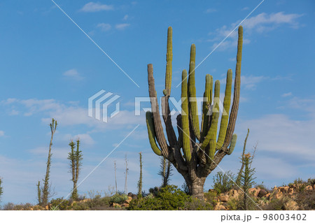 Cactus in Mexico 98003402
