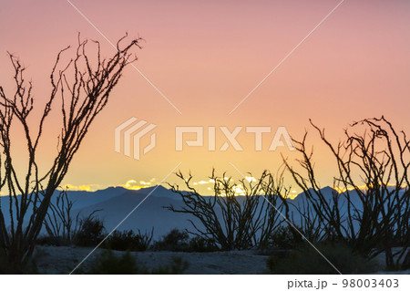 Cactus in Mexico 98003403