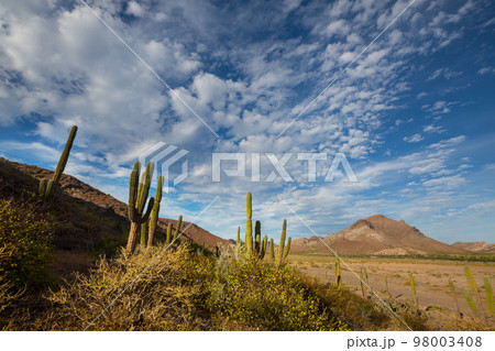Cactus in Mexico 98003408