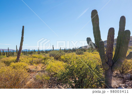 Cactus in Mexico 98003411