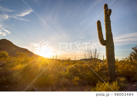 Saguaro 98003484