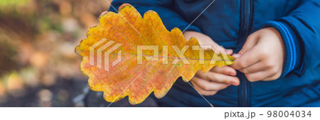 Background autumn orange leaves. Outdoor. BANNER long format 98004034